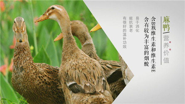 ɽ||WԺ]ϵĶʮĹ֮âN